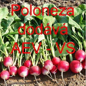 Ředkvička Poloneza