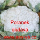 Květák Poranek