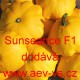 Patizon (tykev obecná) hybridní Sunseance F1