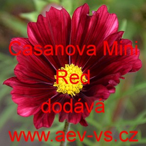 Krásenka zpeřená Casanova Mini Red