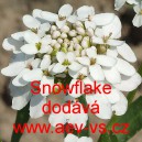 Iberka vždyzelená, Štěničník Snowflake