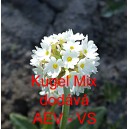 Prvosenka zoubkatá Kugel Mix