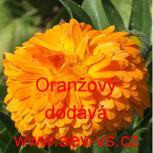 Měsíček lékařský Oranžový