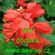 Šalvěj zářivá Salvia splendens Mix