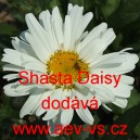 Kopretina největší Shasta Daisy